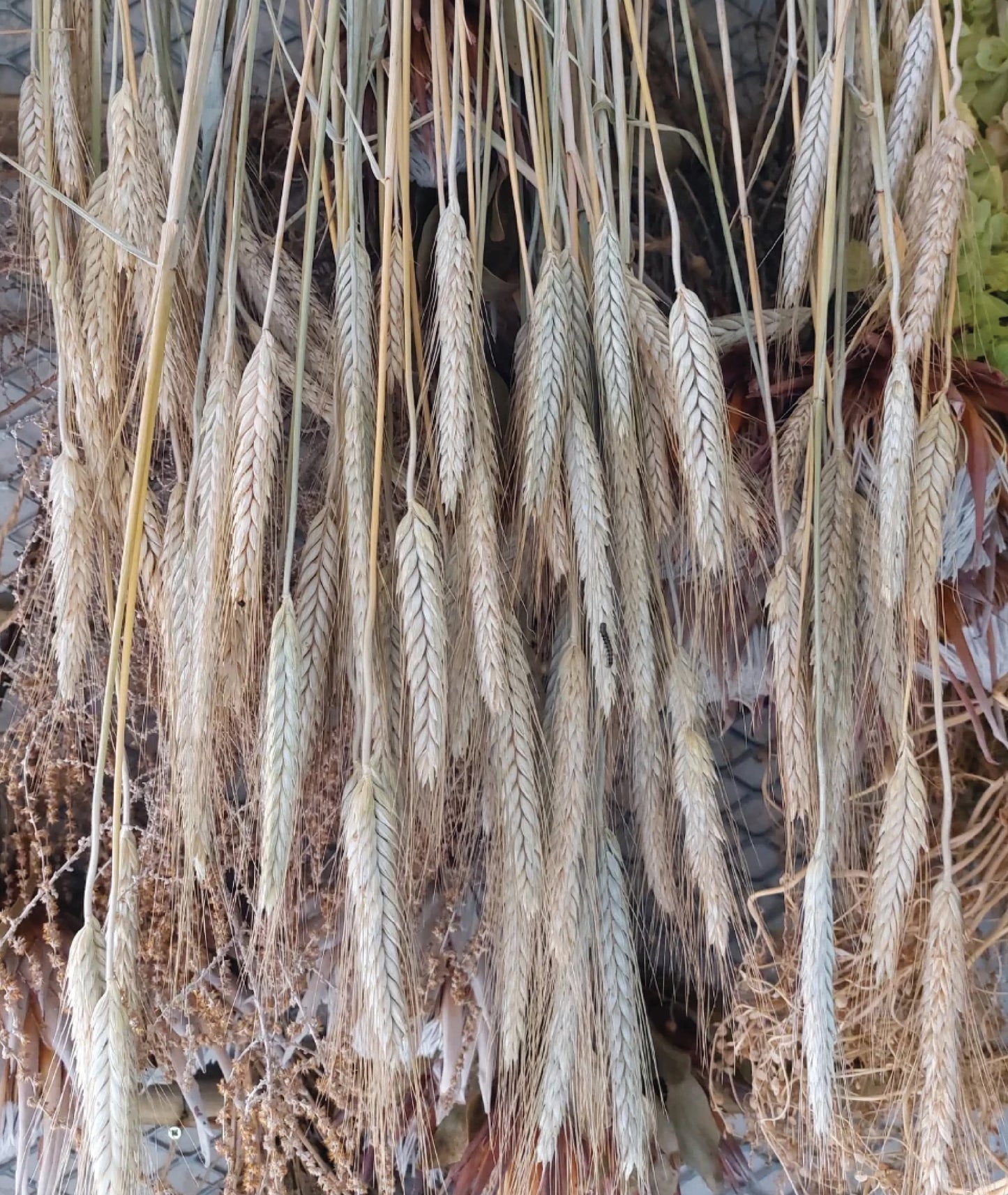 Ornamental grass - Dried wheat