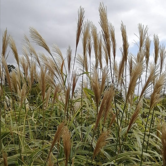 Grass - Miscanthus